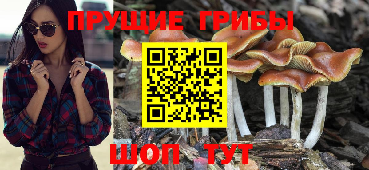 Галлюциногенные грибы Psilocybe Заволжье